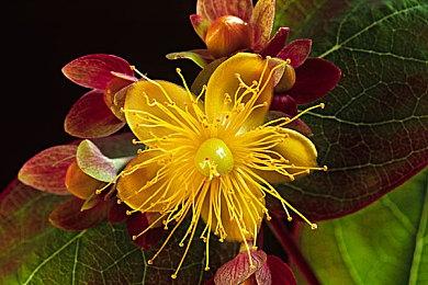 日服NSO新一期试玩同乐会公布《星露谷物语》免费游玩